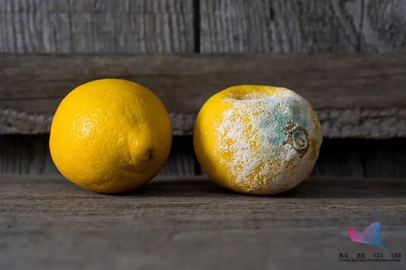 鱼的这个部位要小心中毒,这些鱼有剧毒千万不要误食