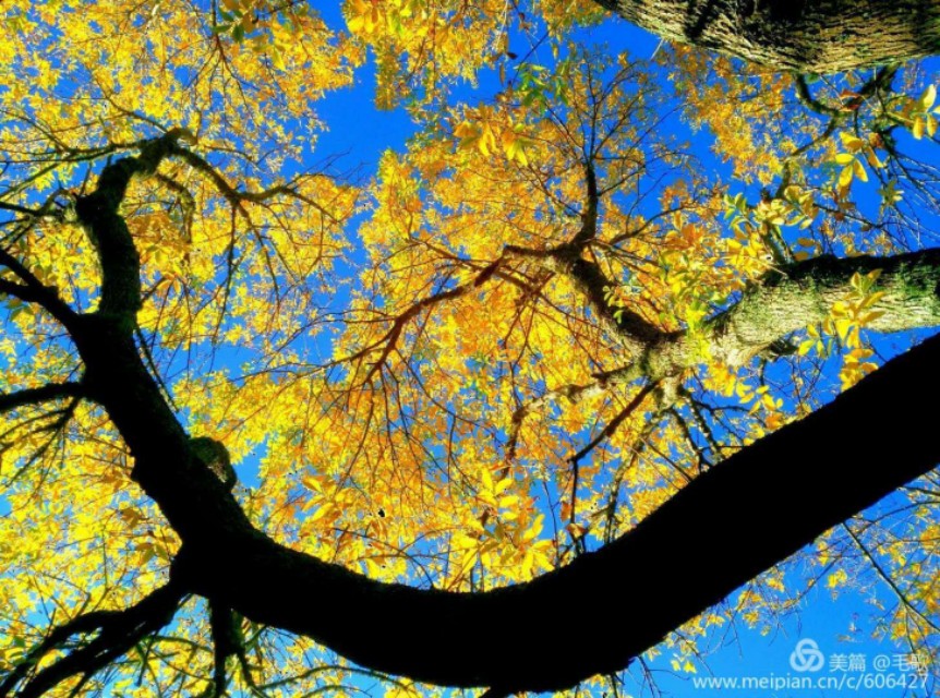 一树山,我的精神家园