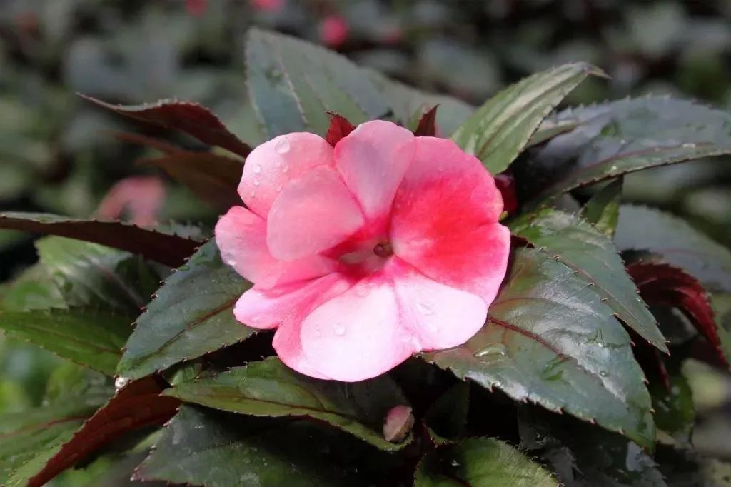 凤仙花常见疾病及治疗方法,新几内亚凤仙每年都会开花吗