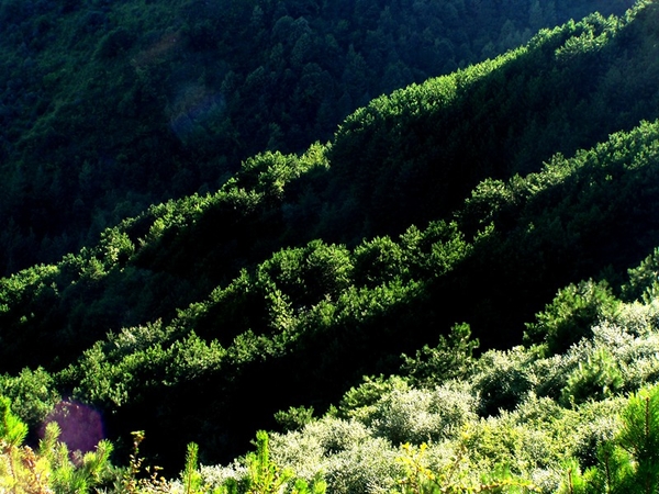 坚强的姥姥知乎,坚强的外婆作文