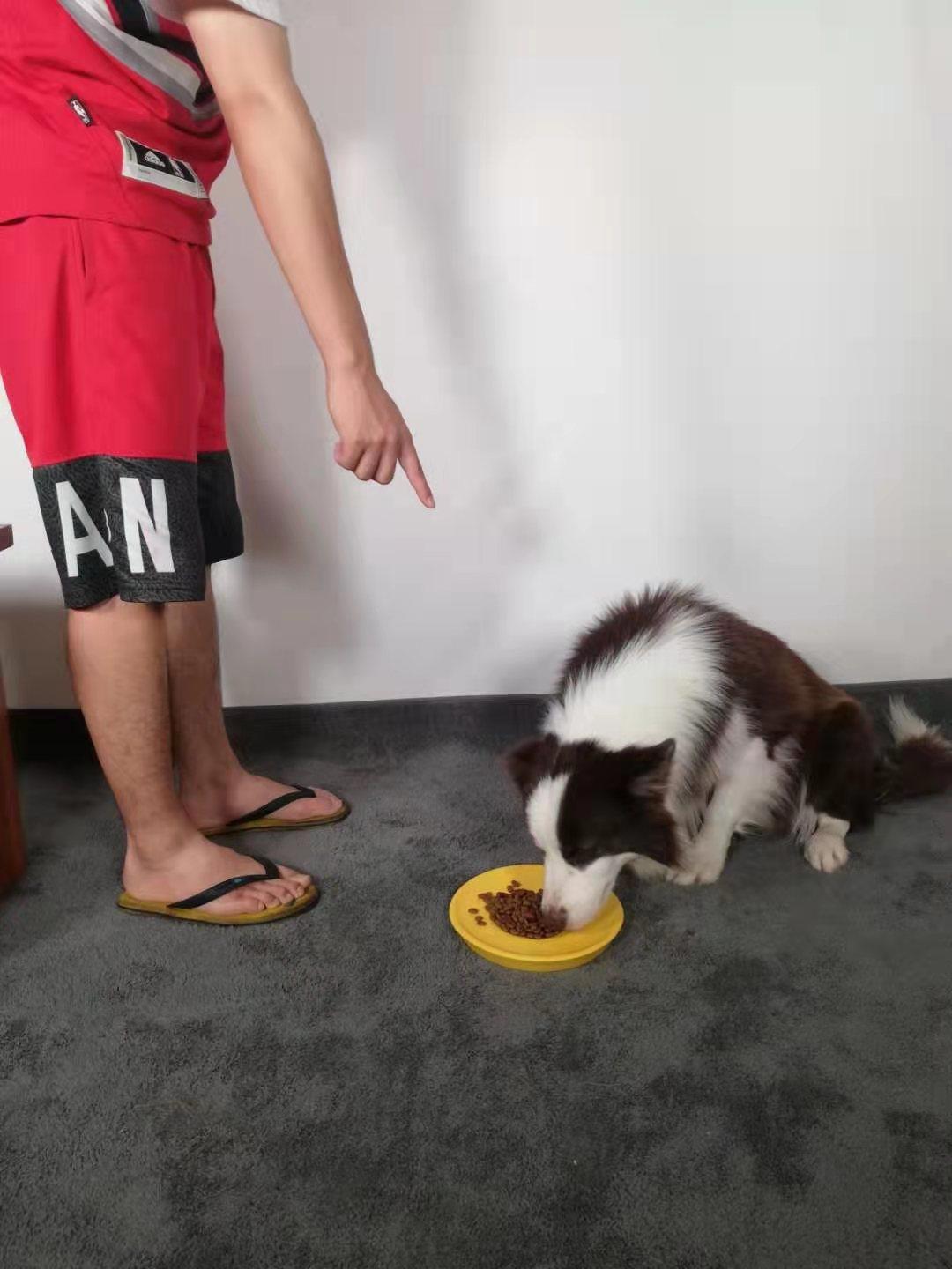 怎么正确喂狗狗零食,怎么喂狗狗吃饭