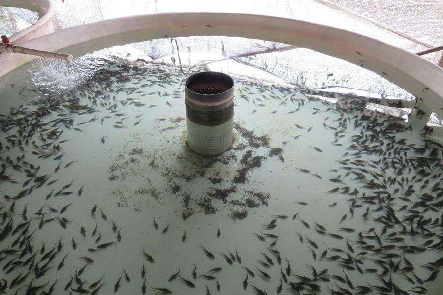 鲟鱼怎样养吃什么料,鲟鱼怎么喂养