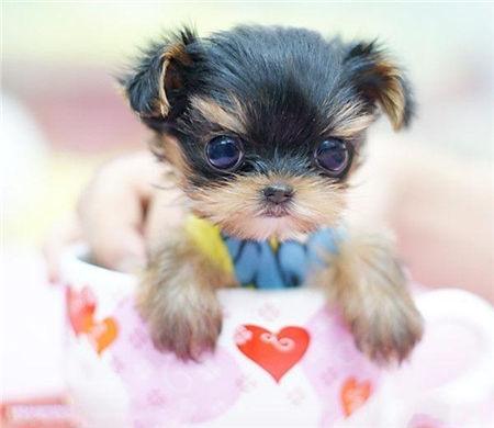 如何喂养茶杯贵宾,新手养博美茶杯犬的注意事项