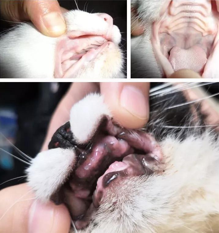 猫咪蛀牙可以洗掉吗,猫咪牙齿蛀牙怎么办