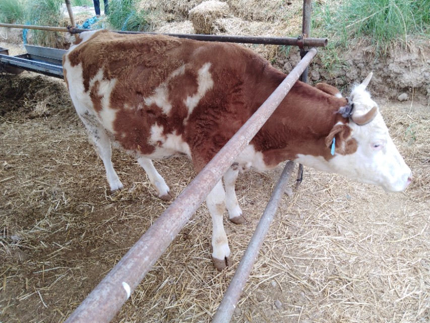养牛的风险前景以及利润,怎样养牛风险小利润高
