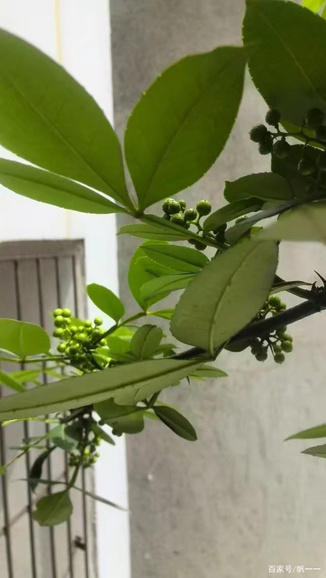 阳台上禁忌种植花椒树,阳台花椒树
