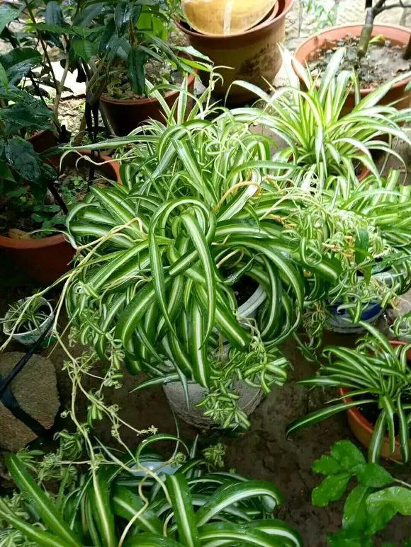 绿萝吊兰盆栽好养吗,绿萝吊兰水培