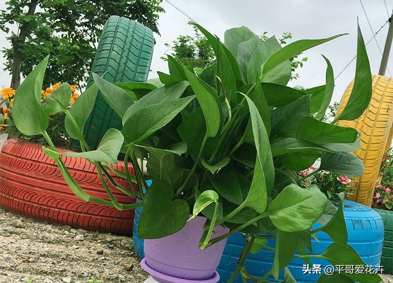 新房除甲醛哪种植物最好最有效,什么树除甲醛效果最好最快