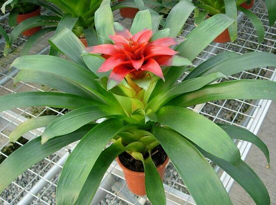 鸿运当头叶子卷叶是怎么回事,鸿运当头叶子为什么会卷起来