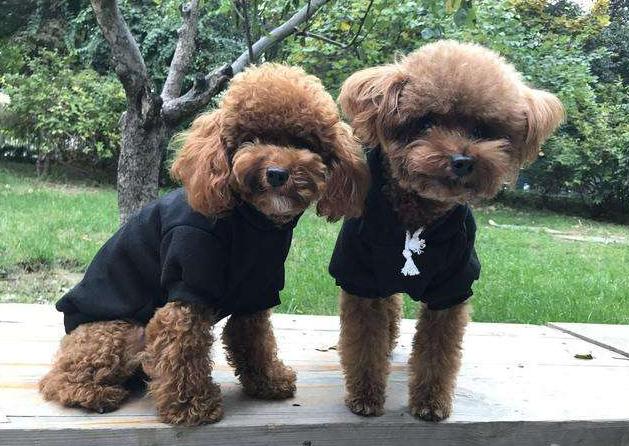 你对宠物做过的事情,你对狗狗做过的事情