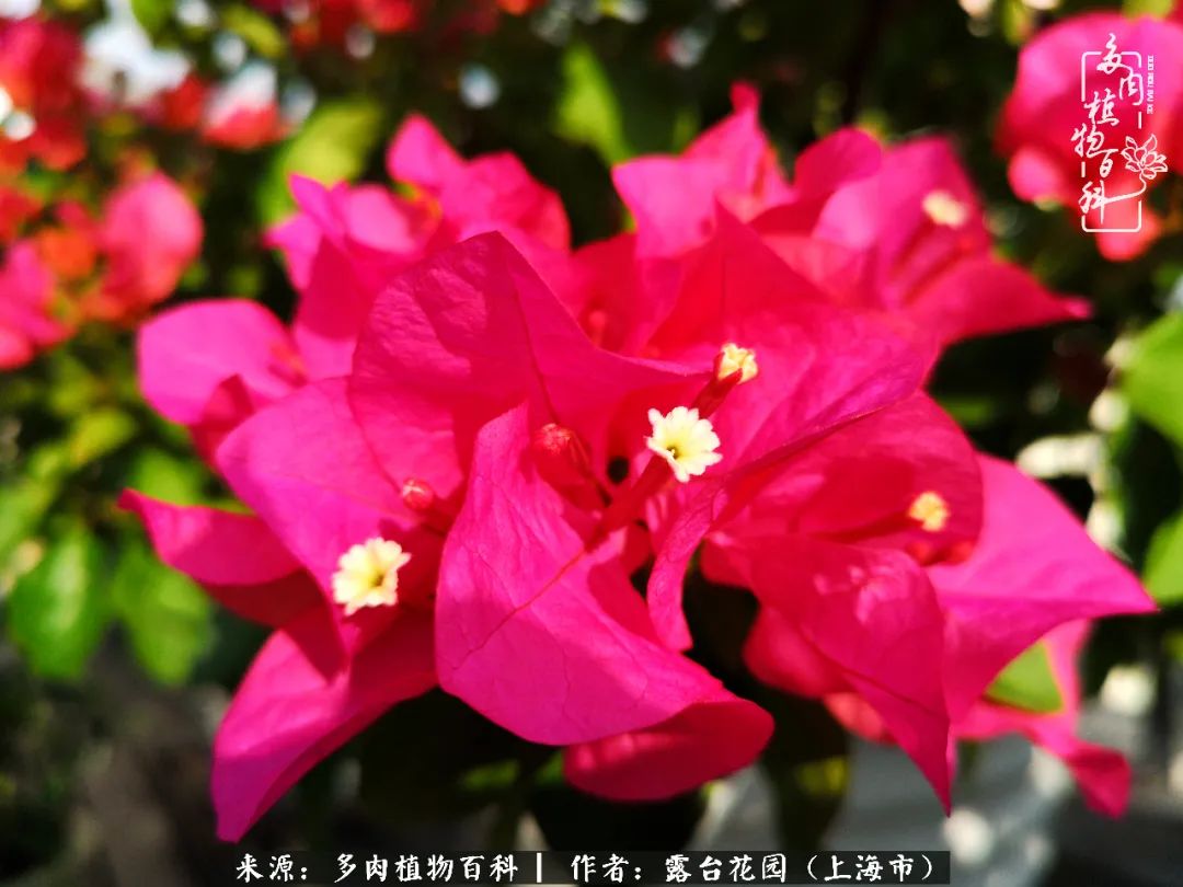 这6种多肉又粉又可爱萌翻少女心,粉粉萌萌的多肉有哪些