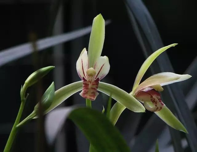 兰花常见病虫害的防治与分享,兰花的病虫害怎么处理最好