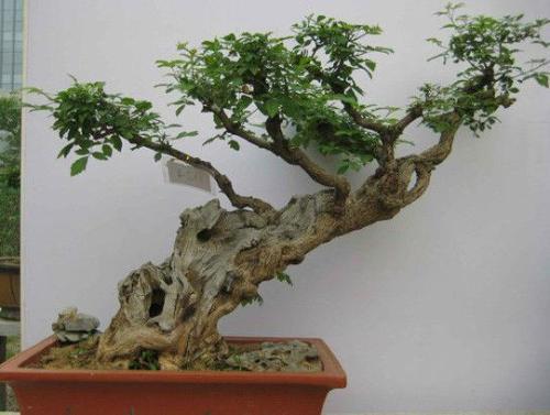 怎么打造黄金棍盆景,黄金棍盆景图片大全