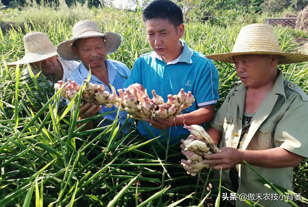 春季怎样种植生姜,春季能种生姜吗