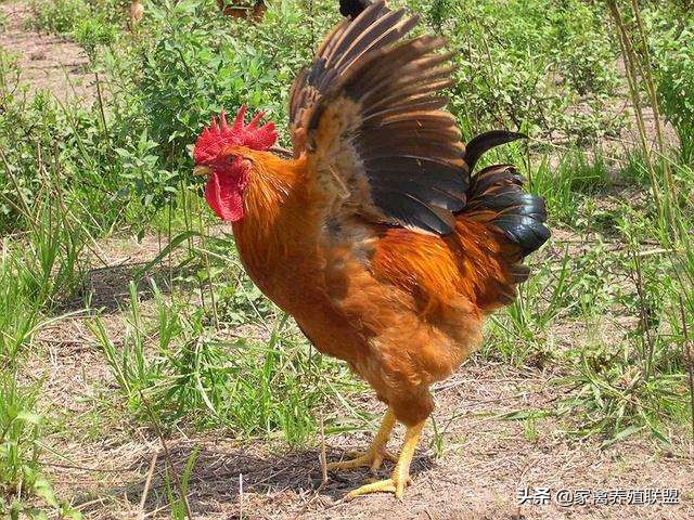 散养土鸡下蛋最佳方法,如何避免散养土鸡到处下蛋