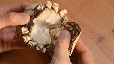 这么大的蟹粉灌汤包你吃过吗,用蟹粉烹制美味可口的蟹粉汤包