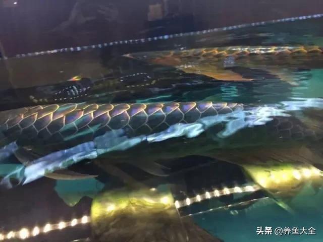 养金龙鱼过程马来西亚,马来西亚养金龙