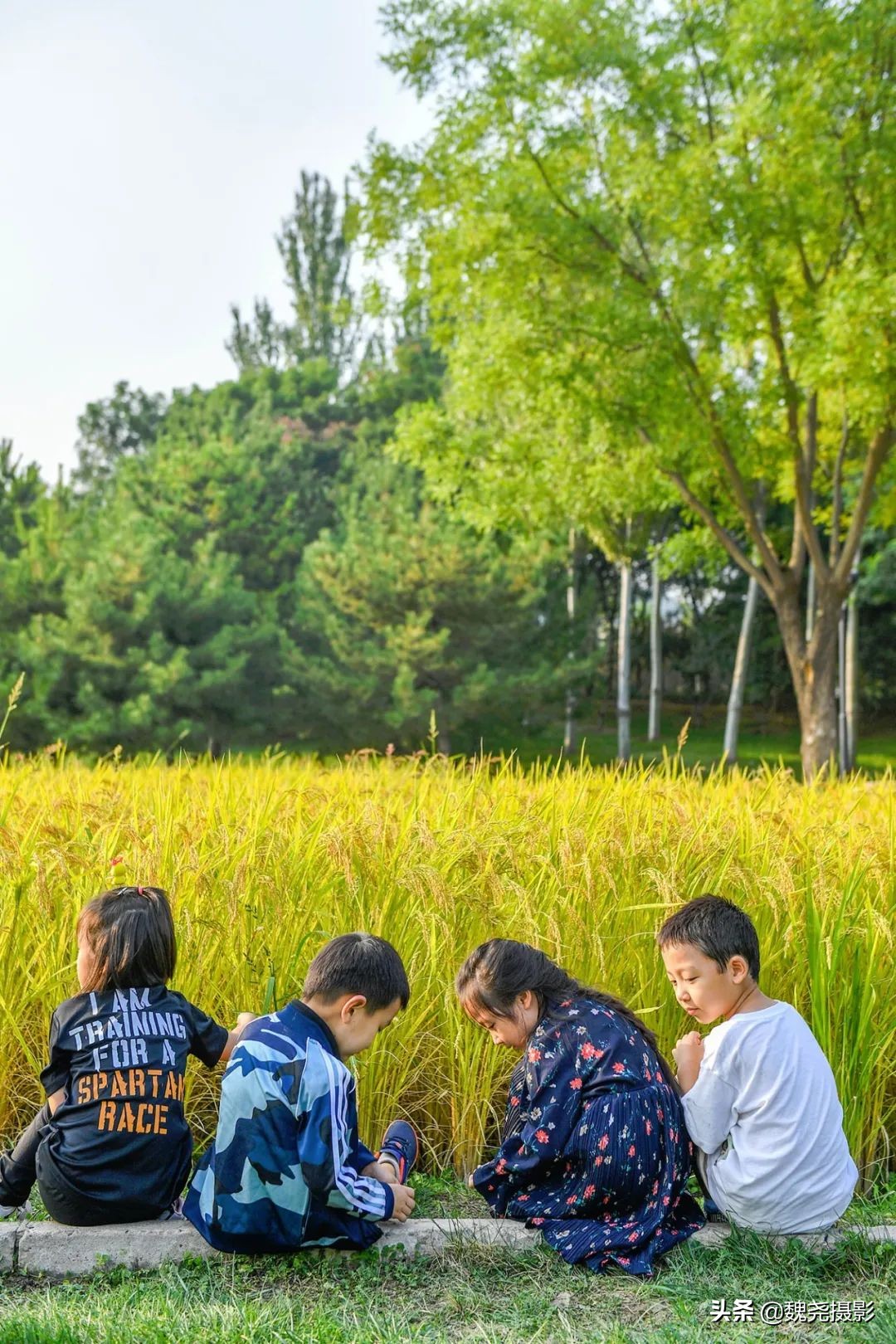 北京北坞公园里的京西稻又熟了，曾经只有皇上才能吃上这儿的大米