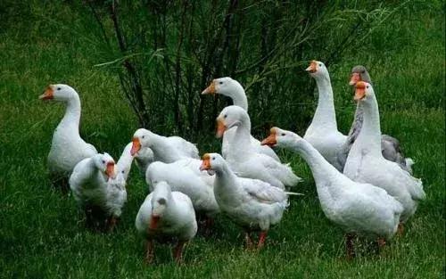 学会养殖技术,学会这技能赚钱不发愁