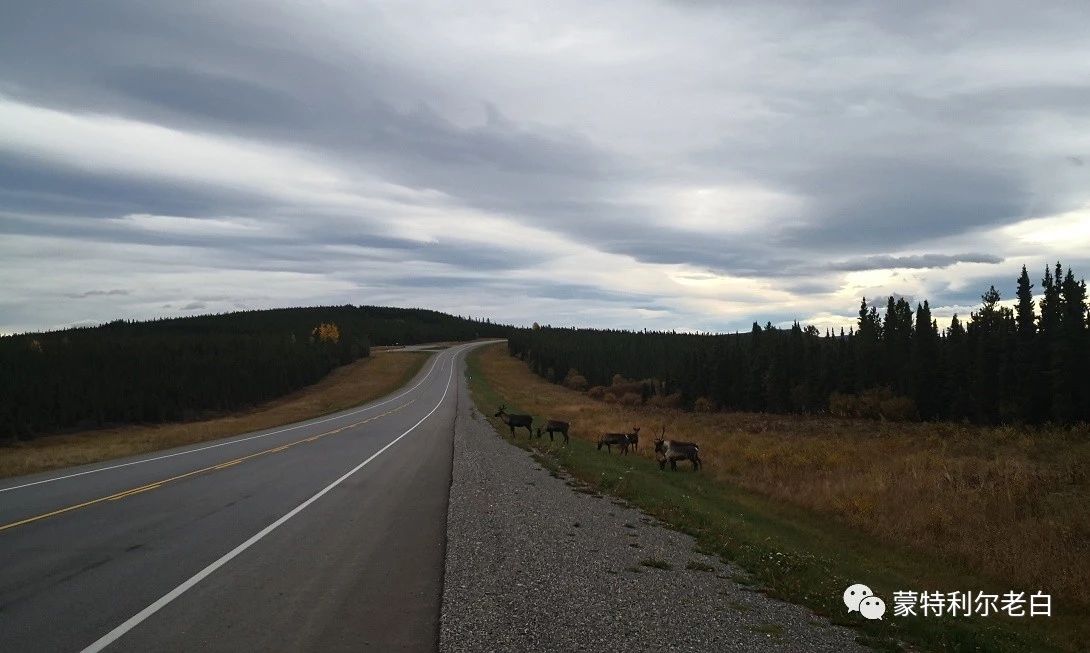 跟着老白行走加拿大，育空Watson Lake、BC省Northern Rockies