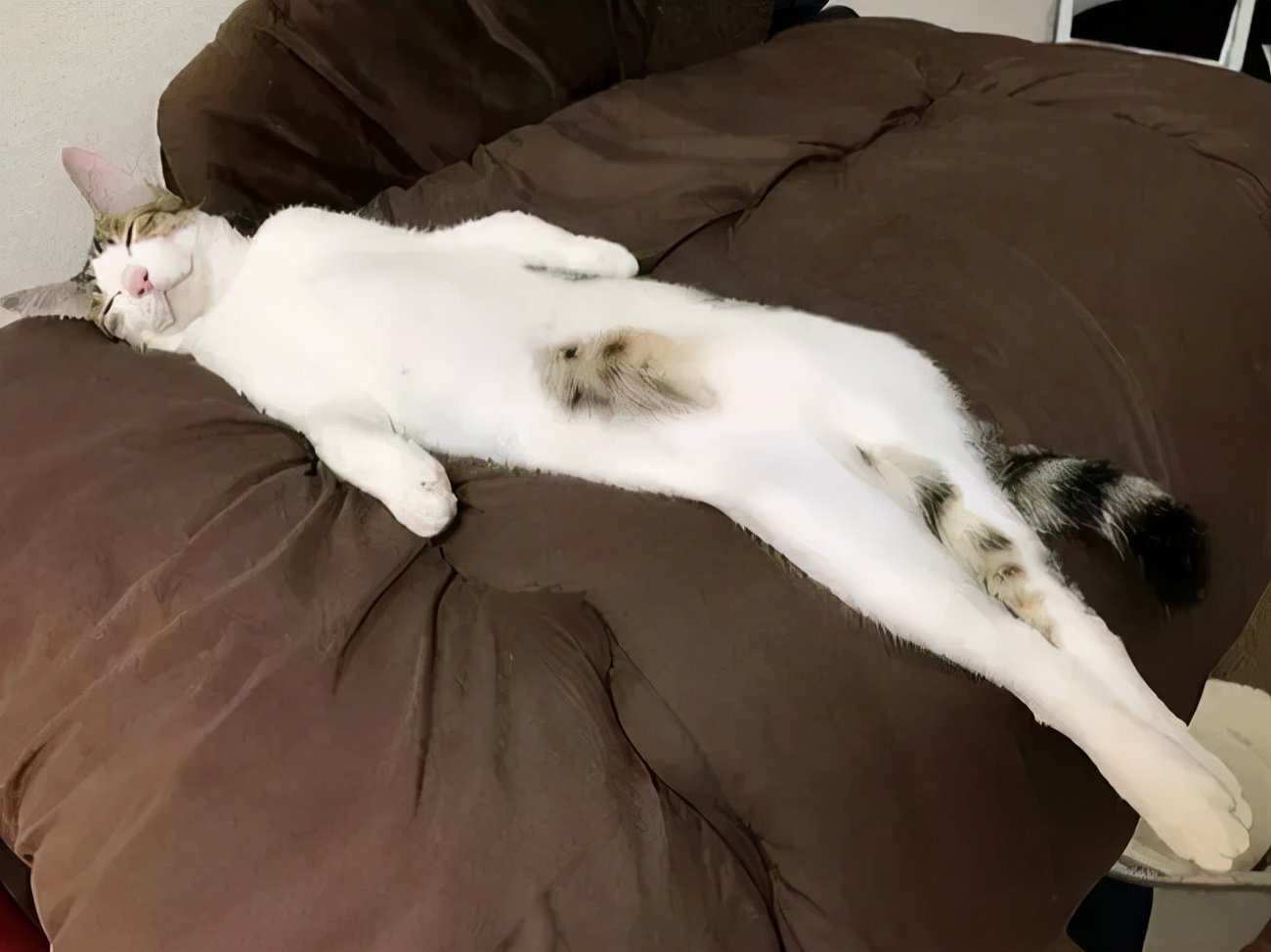 猫的终极凡尔赛：你的屏幕放不下我的腿