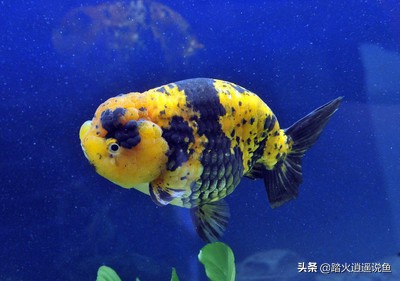 兰寿养好的关键,头肉对身体不好吗