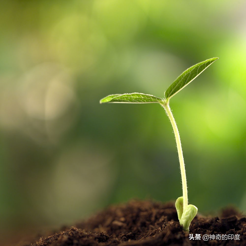 印度男子虐待妻子十多年,印度变态男杀女友