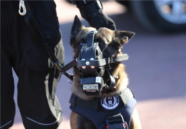 深圳警犬基地能领养警犬吗,警犬领养退役警犬价格一览表