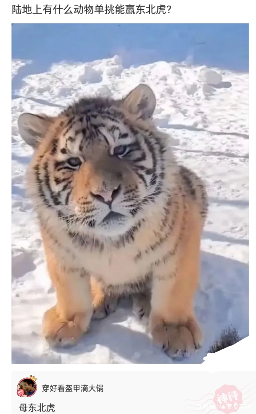 用牙签捅卡槽孔断了的解决方法,牙签断在手机卡槽了怎么取出牙签