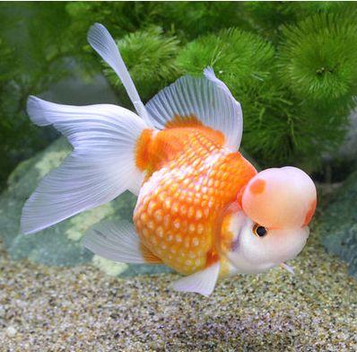 精品皮球珍珠金鱼图片,龙睛珍珠鳞金鱼