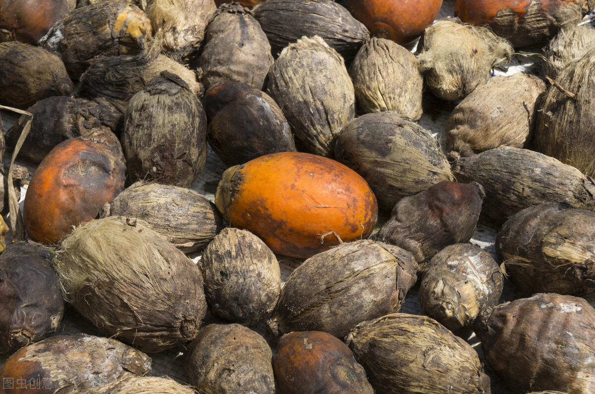 槟榔有多大的危害,槟榔的危害到底有多可怕