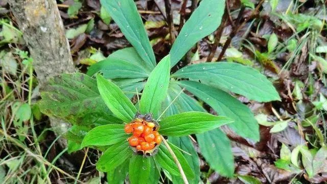 新鲜野生七叶一枝花能治病吗,农村野生七叶一枝花