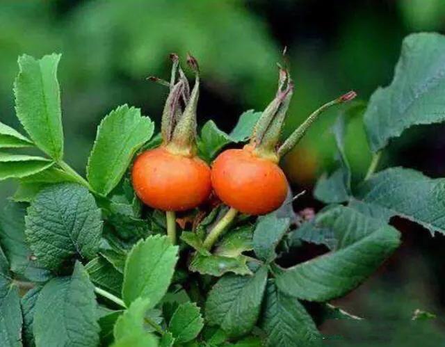 月季玫瑰蔷薇的果实,蔷薇玫瑰月季怎么分辨