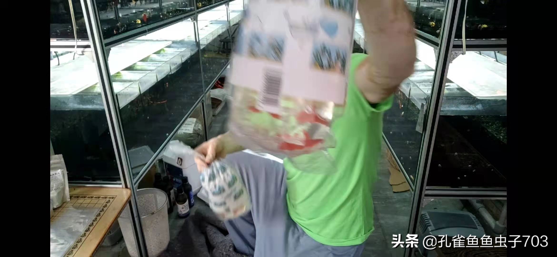 孔雀鱼买回来攻略,孔雀鱼买鱼技巧