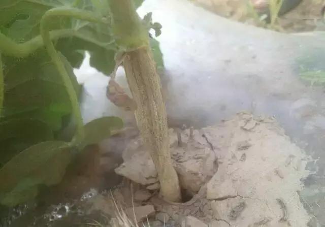 西瓜藤蔓卷曲是怎么回事,西瓜蔓开裂是什么原因