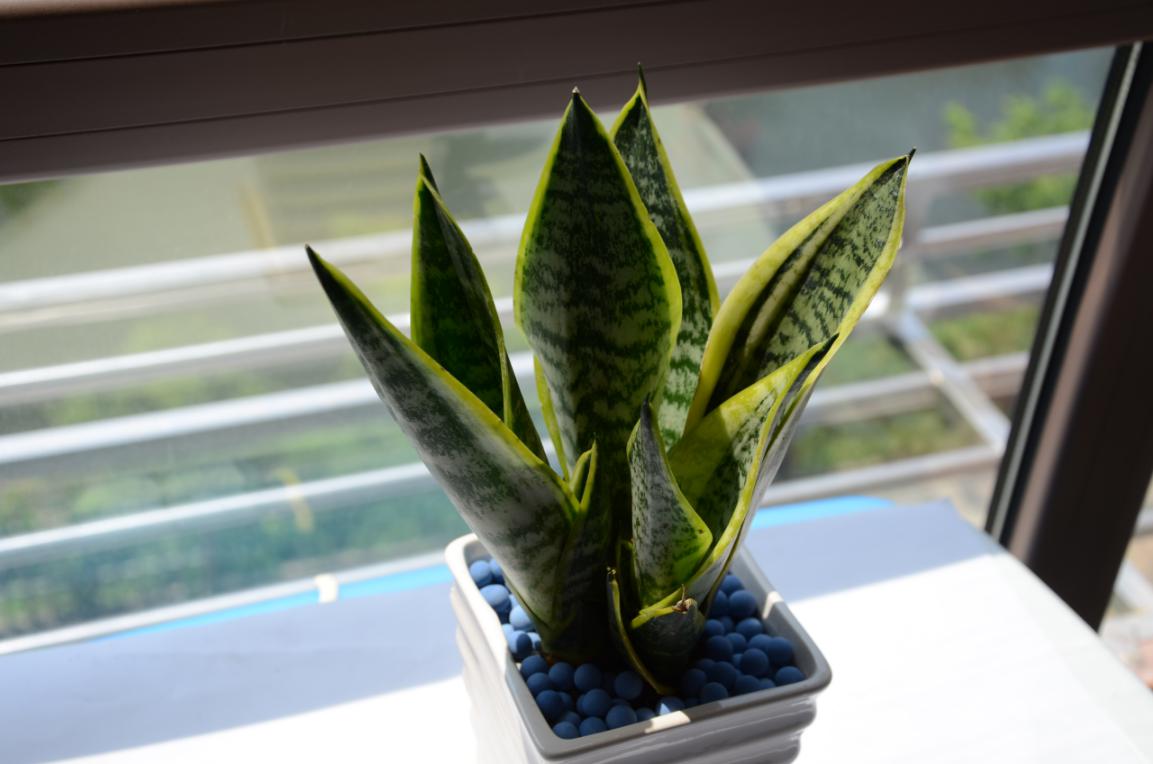 耐阴多肉植物室内,30种耐阴植物室内盆栽