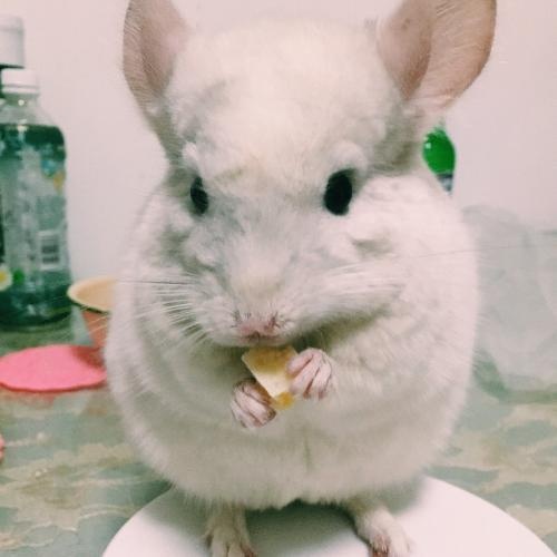 盘点宠物布偶猫,世界上最可爱的猫咪布偶猫