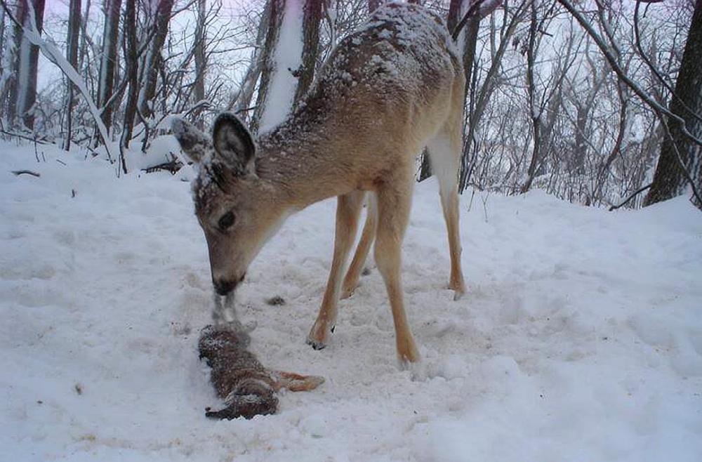 蛇遇猪吓得哭为啥说猪是毒蛇天敌,猪为什么不怕毒蛇就吃蛇