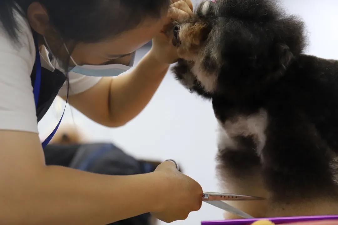 成绩公布！“品谱杯”GPGA第14届宠物美容师资格鉴定考试