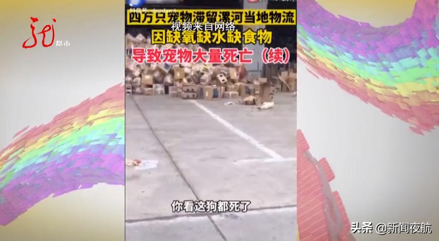 快递鸽子七天会死吗,快递七天途中鸽子会饿死吗