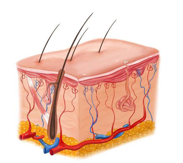 脂溢性脱发吃维生素b2可以痊愈吗,吃胱氨酸片和b6能治脂溢性脱发吗
