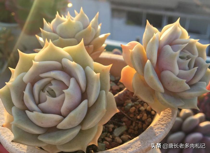 露娜莲多肉怎么出颜色,多肉露娜莲的养护方法