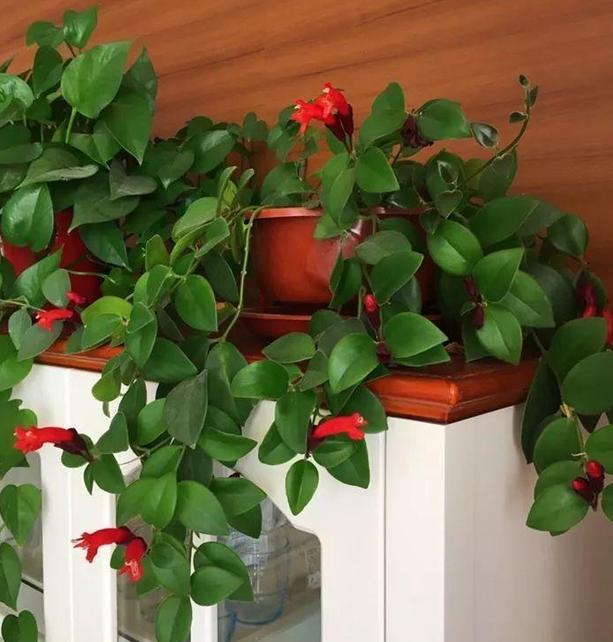 想要口红滋润点该加什么,想要口红更滋润