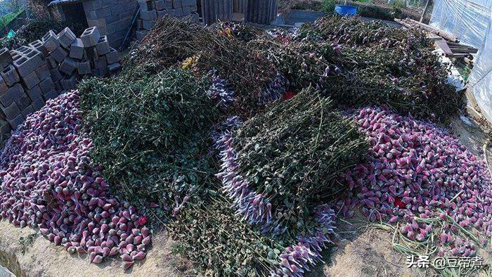 5毛一支花，花农宁愿销毁！云南县长区长为民直播，160万网友驰援