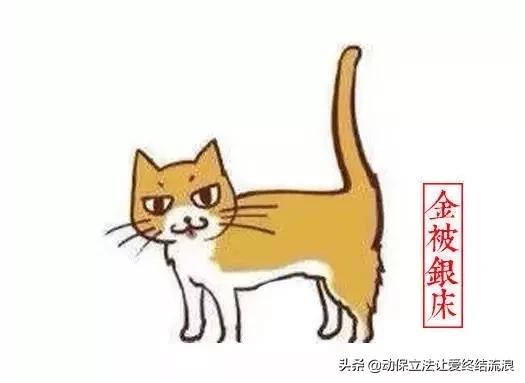 中华田园猫的寿命一般有多少年,中华田园猫哪种捉老鼠最厉害