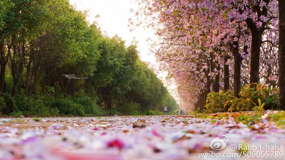 春暖花开是一年中最美丽的季节,春暖花开的季节享受大自然的美景