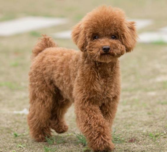 新手训泰迪狗出门大小便全套教程,一个月的泰迪狗怎么养基础知识