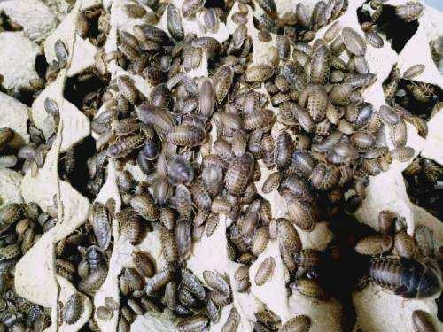 饲养可爱又呆萌傻傻的豹纹守宫,如何饲养好一只豹纹守宫