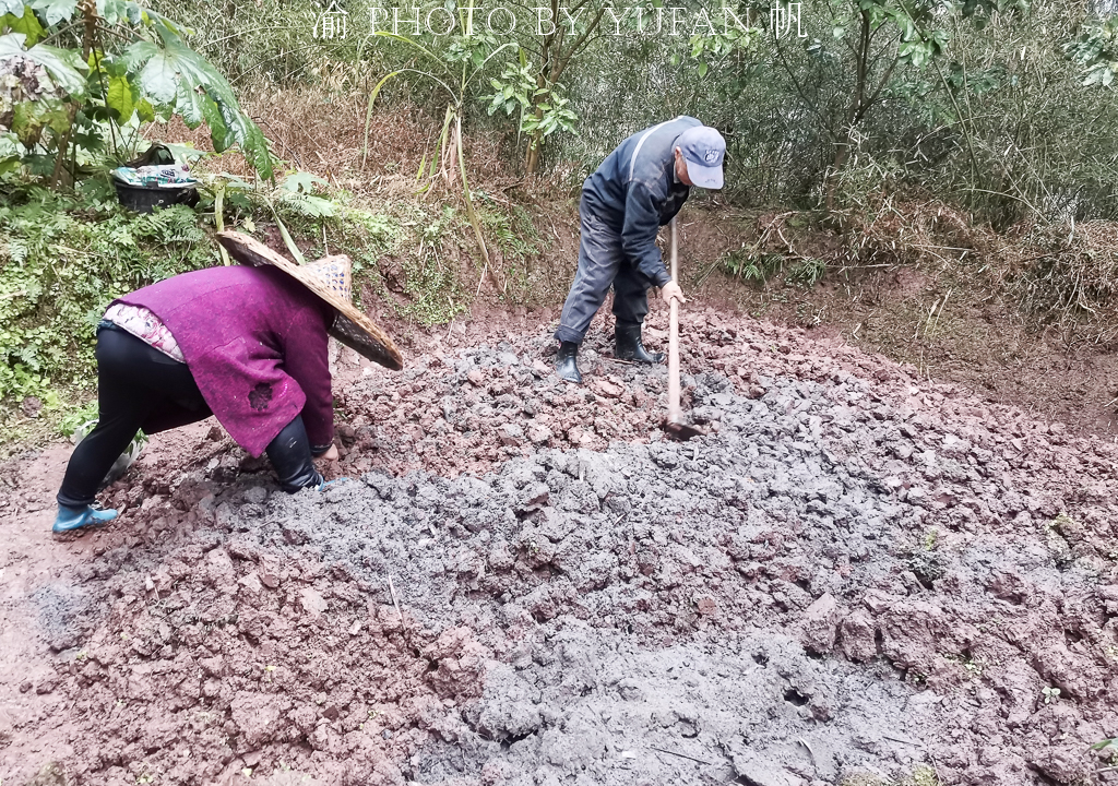 批发各种蔬菜苗苦瓜苗 (西瓜苦瓜丝瓜黄瓜甜瓜辣椒苗出售)