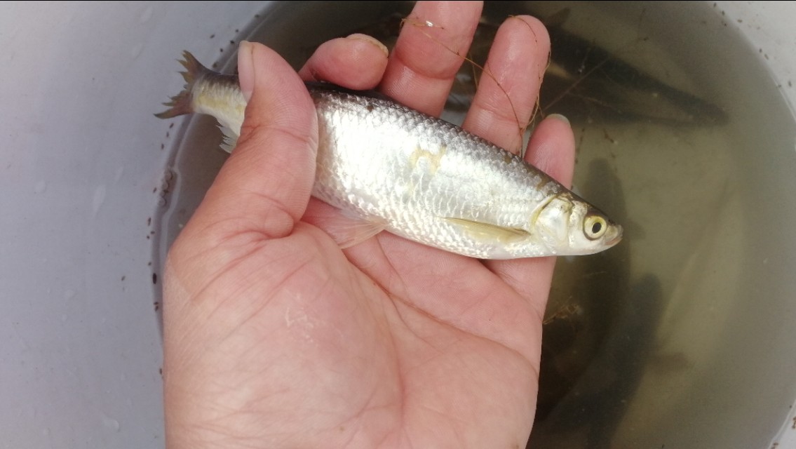 钓鱼遇小鱼闹窝怎么办,钓鱼遇小鱼闹窝用什么饵料最好